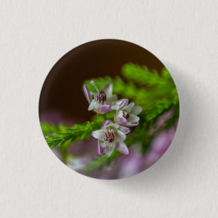 Heather Spring Blume immergrün blühen lila weiß Button