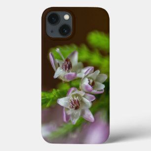 Heather Spring Blume immergrün blühen lila weiß Case-Mate iPhone Hülle