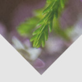 Heather Spring Blume immergrün blühen lila weiß Seidenpapier (Detail)