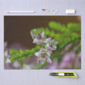 Heather Spring Blume immergrün blühen lila weiß Seidenpapier (Handwerk)