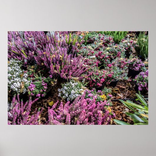 Heather und Beeren Poster (Vorne)