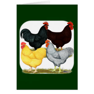 Heavy Rooster Chicken Quartett