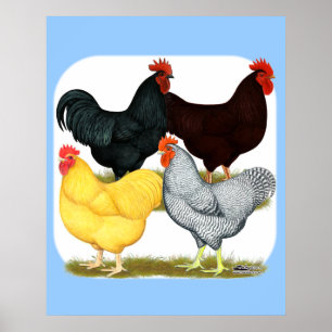 Heavy Rooster Chicken Quartett Poster