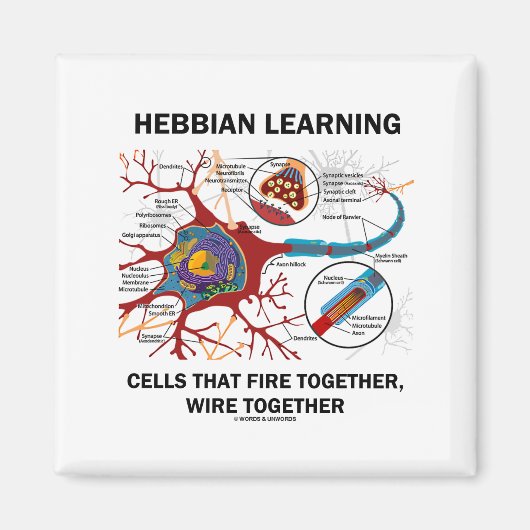 Hebbian Learning Cells brennen gemeinsam Wire Magnet (Vorne)