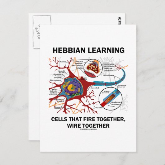 Hebbian Learning Cells brennen gemeinsam Wire Postkarte (Vorne/Hinten)
