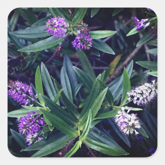 Hebe Mauve Fingers Stickers (Vorderseite)