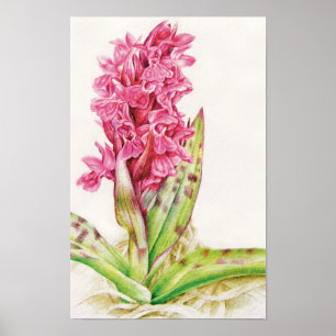 Hebriden-Orchidee: Dactylorhza majalis Poster