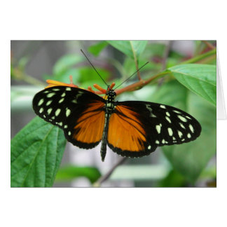 hecale longwing Schmetterling