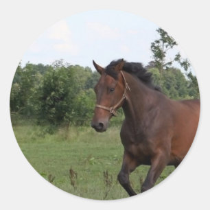 Hecht-Sticker Runder Aufkleber