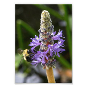 Hechtkraut und Hummel Fotodruck