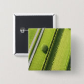 Hecke im Hamptons Button (Vorne & Hinten)