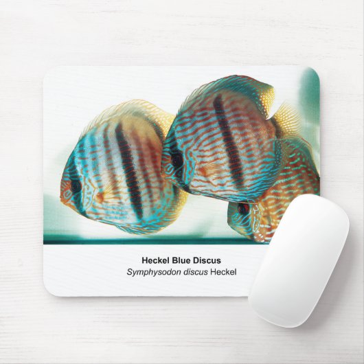 Heckel Blue Discus Mousepad (Mit Mouse)