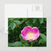 Heckenrose-Blüte Postkarte (Vorne/Hinten)
