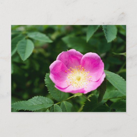Heckenrose-Blüte Postkarte (Vorderseite)
