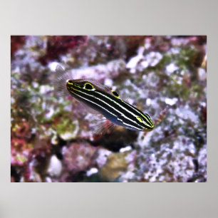 Hector's Goby Poster