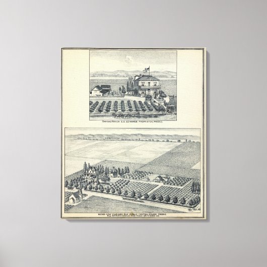 Hedge Row Vineyard, Fresno Leinwanddruck (Vorderseite)
