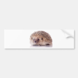 Hedgehog, Autoaufkleber
