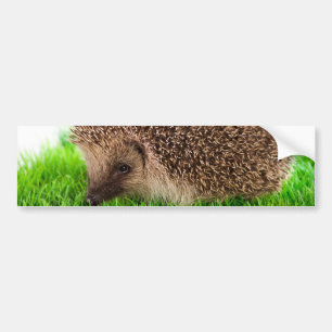 hedgehog autoaufkleber
