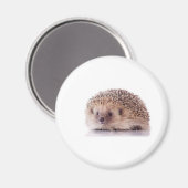 Hedgehog, Magnet (Vorderseite/Rückseite)