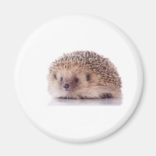 Hedgehog, Magnet (Vorne)