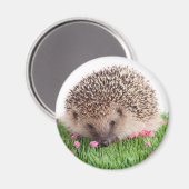 Hedgehog Magnet (Vorderseite/Rückseite)