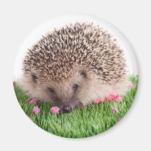 Hedgehog Magnet (Vorne)