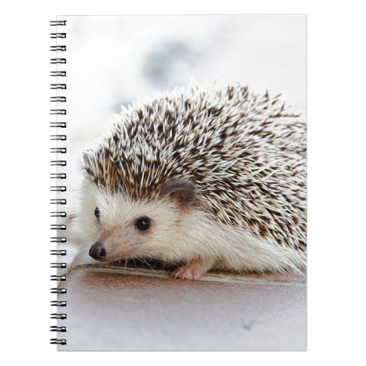 Hedgehog Notizblock (Vorderseite)