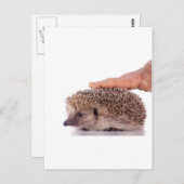 Hedgehog, Postkarte (Vorne/Hinten)