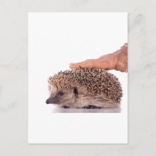 Hedgehog, Postkarte (Vorderseite)