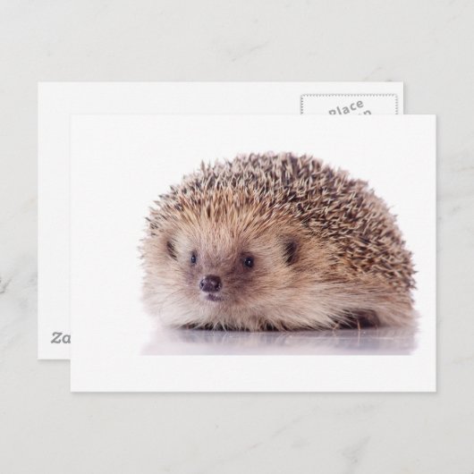 Hedgehog, Postkarte (Vorne/Hinten)