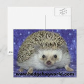Hedgehogworld Postkarte (Vorne/Hinten)