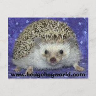 Hedgehogworld Postkarte