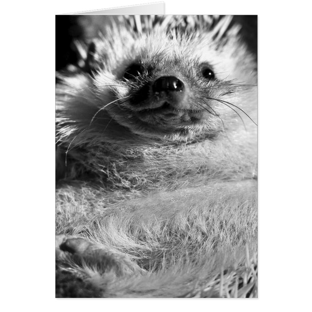 Hedgie (Vorne)
