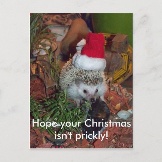 Hedgie der Igel wünscht Ihnen frohen Weihnachten (Vorderseite)