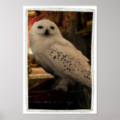 Hedwig 3 poster (Vorne)