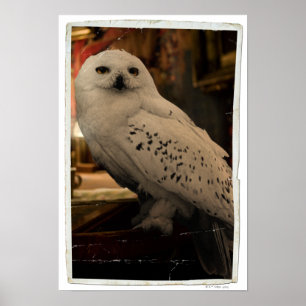 Hedwig 3 poster