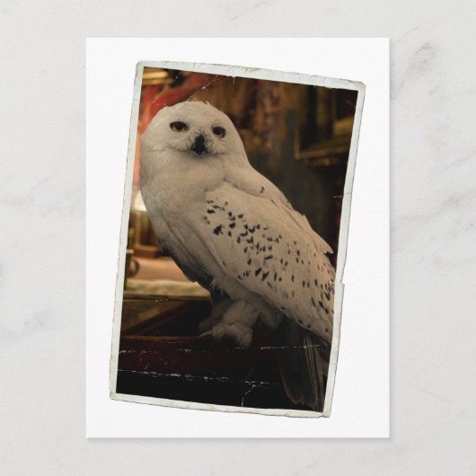Hedwig 3 postkarte (Vorderseite)