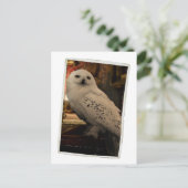 Hedwig 3 postkarte (Stehend Vorderseite)