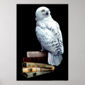 Hedwig auf Bücher Poster (Vorne)