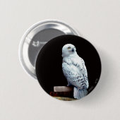 Hedwig on books button (Vorne & Hinten)