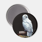 Hedwig über Bücher Magnet (Vorderseite/Rückseite)