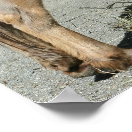 HeeHaw Poster (Ecke)