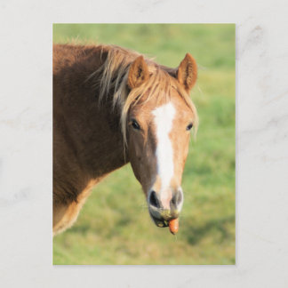 Heeya, was ist los doc postkarte