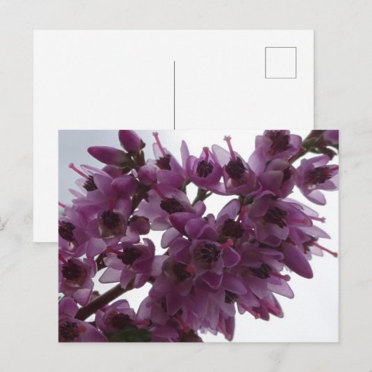 Heide Blume Nah DIY Postkarte (Vorne/Hinten)