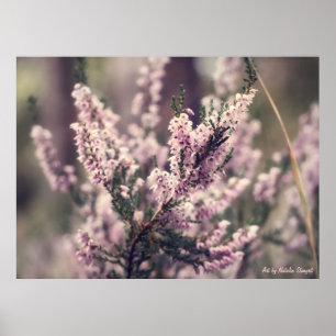 Heide Poster