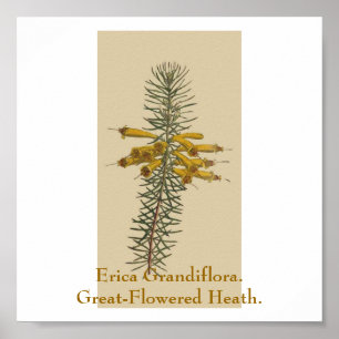 Heidekraut Grandiflora. Groß-Geblühter Heide Poster