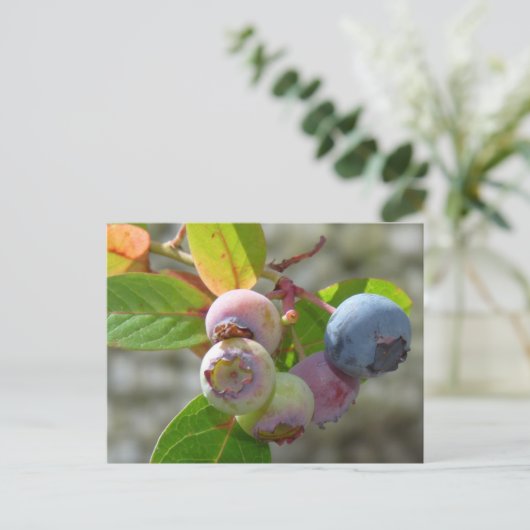 Heidelbeere Postkarte (Stehend Vorderseite)