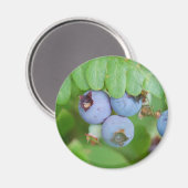 Heidelbeeren Magnet (Vorderseite/Rückseite)