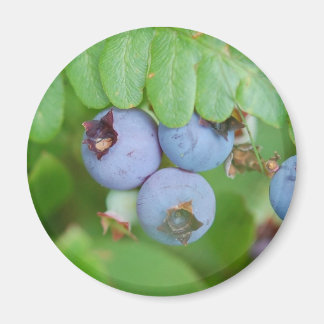 Heidelbeeren Magnet