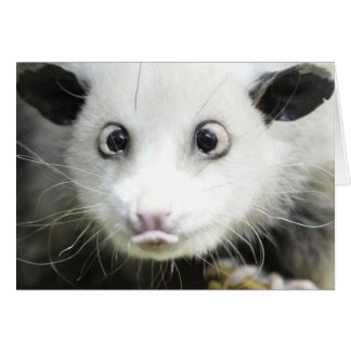 Heidi Das Mit Augen Opossum